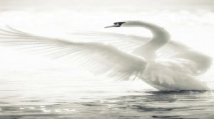 Лебединый полёт