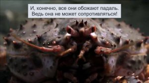 Камчатский краб: Интересно то, что это не КРАБ. А кто же?
