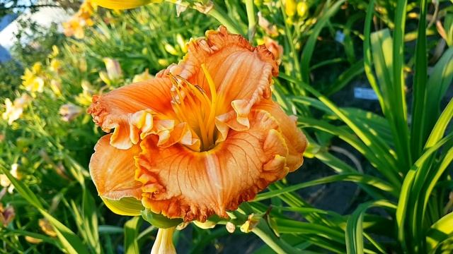 Лилейник Parrot Moon_ Daylily (Hemerocallis 'Parrot Moon')