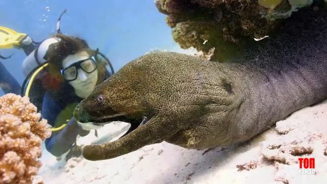 ТОП Самые Опасные Обитатели Морей (2 Часть)