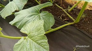 #3 Как Вырастить Гигантскую Тыкву: Основы Выращивания.