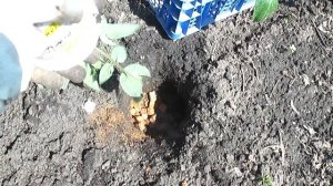 Ранняя посадка рассады томата в открытый грунт