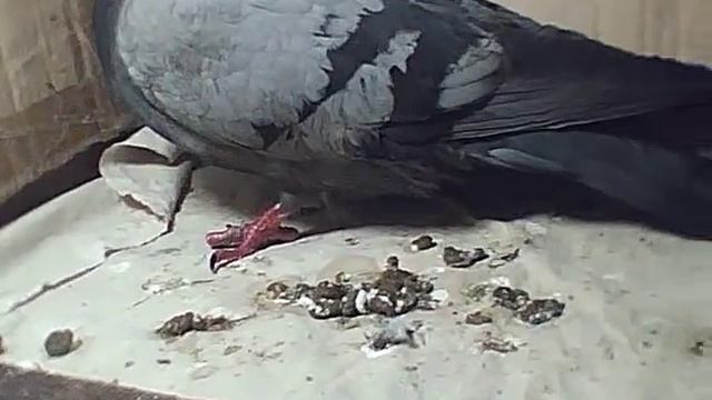 Реабилитация голубя после удаления ниточных перетяжек с лапы смотреть онлайн