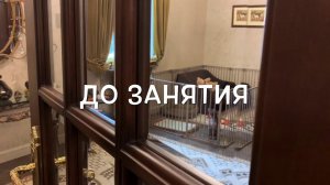 Дрессировка.Как приучить к вольеру?С Вами Наталья Севостьянова кинолог-методист