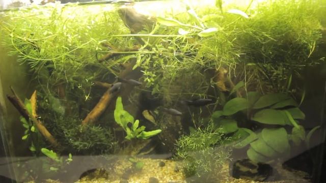 Мой аквариум+формикариум+флорариум 3в1 смотреть онлайн