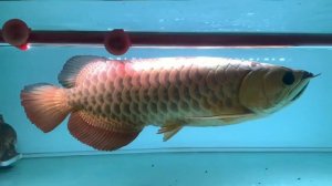 Amazing Monster Arowana Tank - Feeding Big Golden Arowana Fish