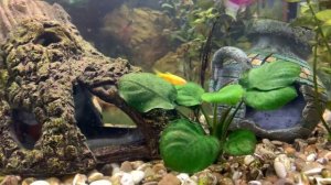 АНУБИАС | АКВАРИУМНЫЕ РАСТЕНИЯ | ПОКУПКА ИЗ САДОВОДА