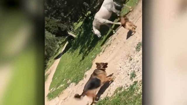 Эти Хищники Явно Ошиблись с Жертвой смотреть онлайн