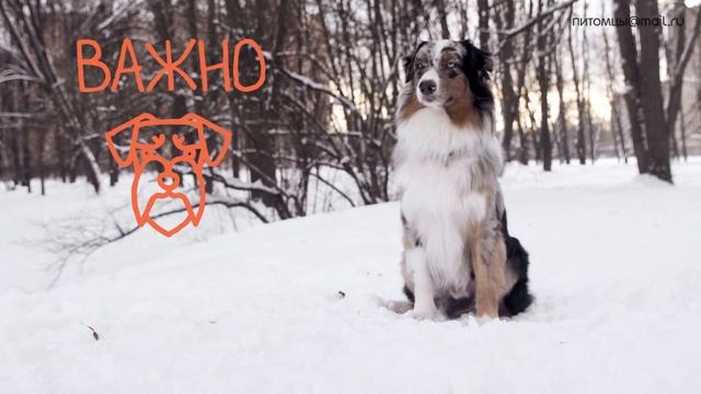 Как обучить собаку команде "ко мне" смотреть онлайн