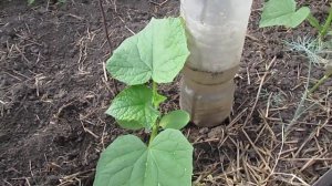 Как можно поливать огурцы в теплице.