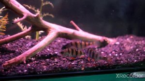 окунь в аквариуме