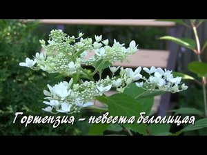 Гортензия – невеста белолицая.  Дачные картинки.