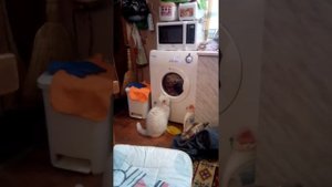 Приколы! Кот Вася и стиральная машинка. Приколы с животными