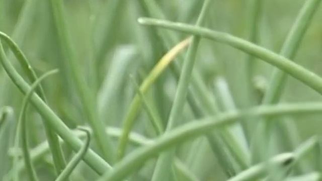 Профилактика пероноспороза на луке смотреть онлайн