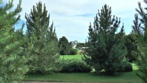 Кедровая сосна. Часть 2. "Императорские новости"