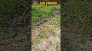 Ива Славная: Плантация - Жаркий денёк (26.08.2023)