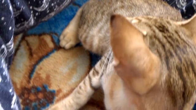 Зоя и Эфа мои ориентальные девочки первый день дома смотреть онлайн