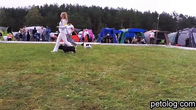 Сравнение французских бульдого - CACIB Друскининкай 6.08.2016 смотреть онлайн