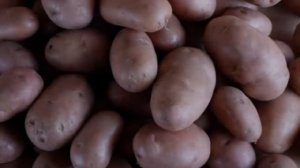 Сорт Картофеля Аврора