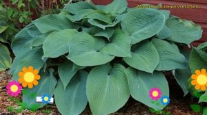 Хоста гибридная Голубой Ангел. Краткий обзор, описание характеристик hosta Blue Angel