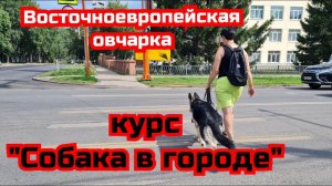 Воспитание и дрессировка восточноевропейской овчарки.