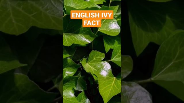 ENGLISH IVY..