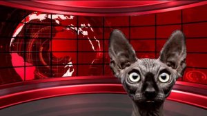 Гимн Украины в исполнении кота Костяна.