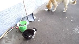 Кот против собаки!!!Нереальная драка! приколы с котами и собаками(Cats LIVE)