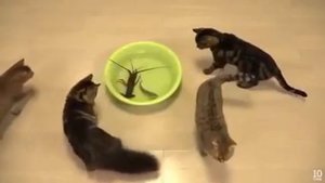 Лангуст и коты