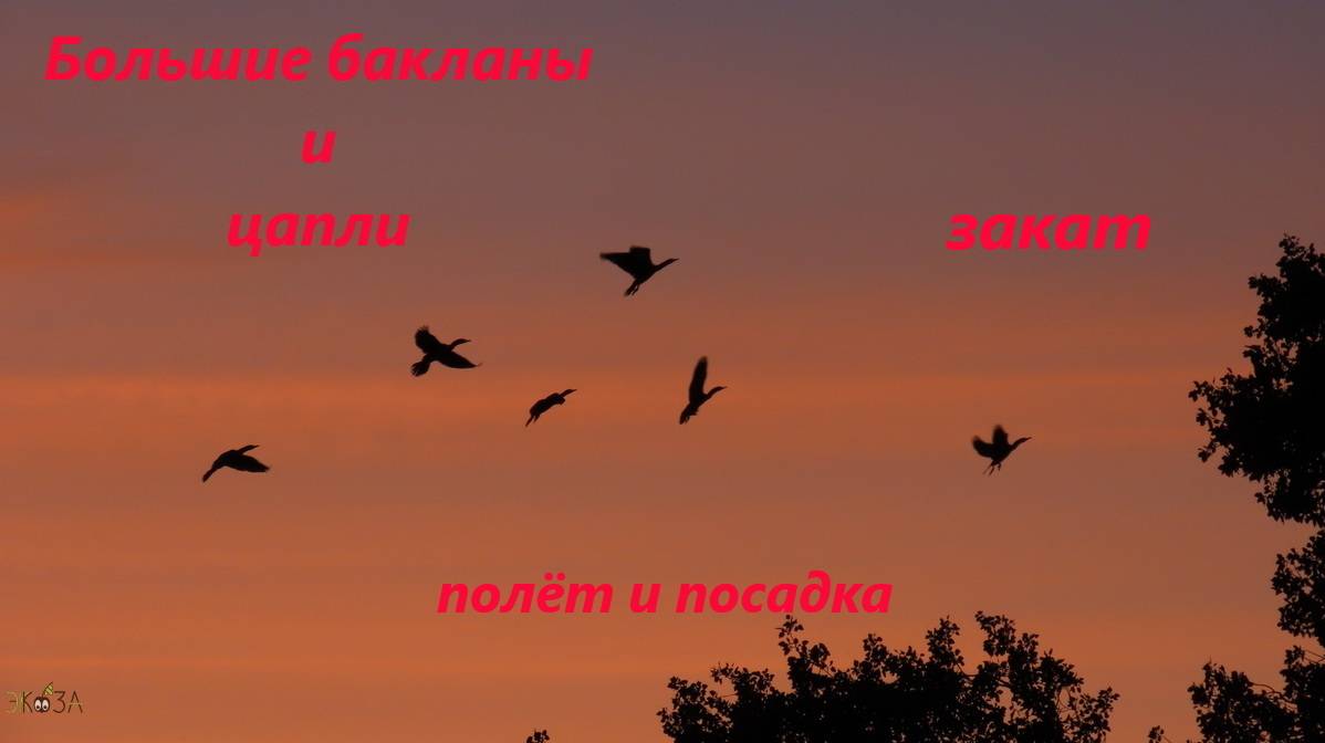 Большие бакланы и цапли на закате. Полёт и посадка. Ростовская область, северо-запад, 20.07.24