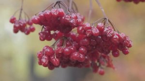 Готовим "иммунизатор" из калины