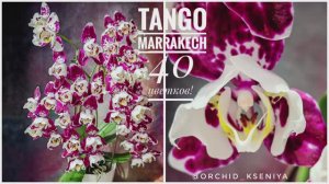 Phal. Tango (Marrakesh) 3-lips 🌷 Первое домашнее цветение шикарной орхидеи трилипс Танго (Марракеш)