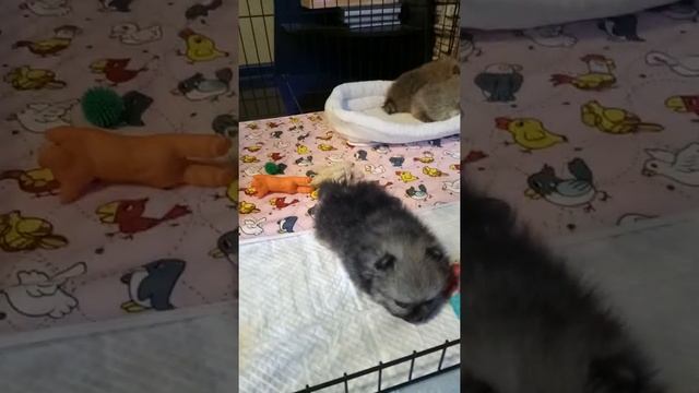 О многоразовых и одноразовых пеленках