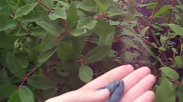 жимолость дочь великана смотреть онлайн