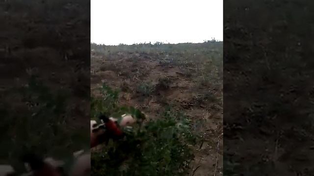 Жук Нарывник Милябрис смотреть онлайн