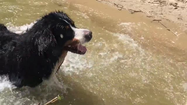 Бернский зенненхунд. Зверь атакует. смотреть онлайн