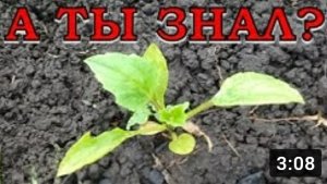 АСТРЫ: хитрая разметка для ровной высадки в грунт⚘⚘⚘