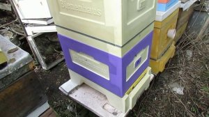 пересаживаю пчел из улья Лысонь в улей BienenHaus на 8 рамок - обновление 7.06.2022