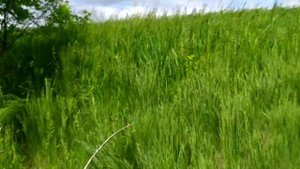 Подвишенники