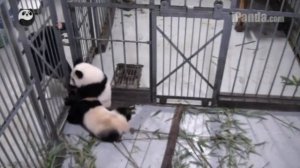 В Китае детеныши панды поймали смотрителя зоопарка (новости) http://9kommentariev.ru/