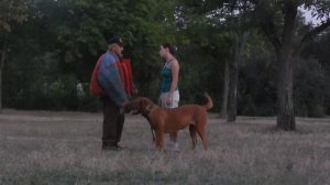 Бордоский дог. Тренировка по защите/ Dogue De bordeaux . Training for owners' protection