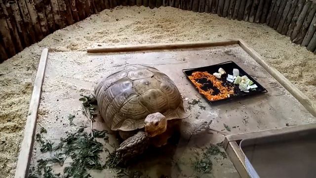 Черепаха, которая стучит на весь павильон 30.12.2020 смотреть онлайн