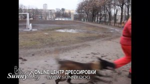 Как научить собаку играть правильно? Обучение малинуа.