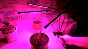 Как подключить фито-лампу. Лампа необходима для развития растений сразу после всходов.