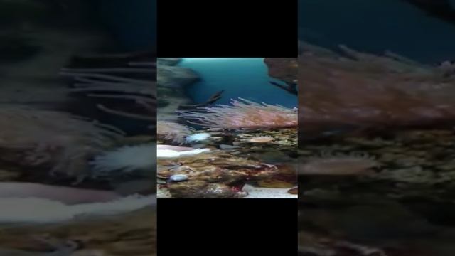 Путешествие в океанариум. смотреть онлайн