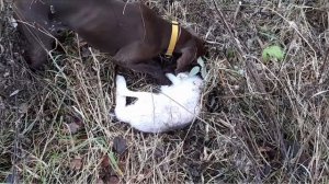 осенний заяц по чернотропу