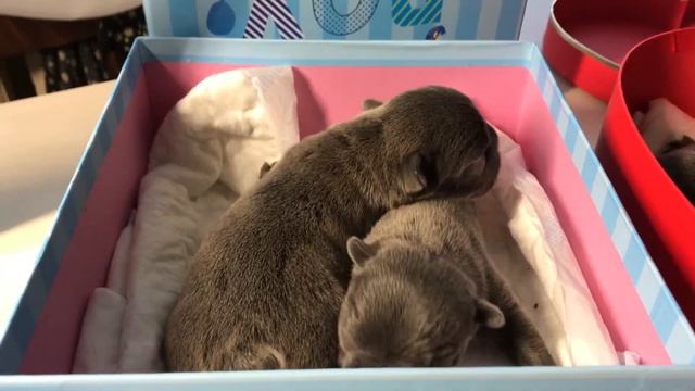 Голубые французские бульдоги. Щенки Берри. смотреть онлайн