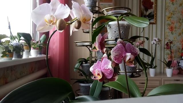 что орхидея любит, а что нет...видео для новичков. смотреть онлайн