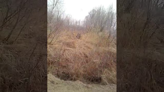 Тигр вышел между с.Бабстово и с.Унгун Ленинского района ЕАО смотреть онлайн