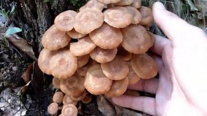 Grmača - Armillaria tabescens